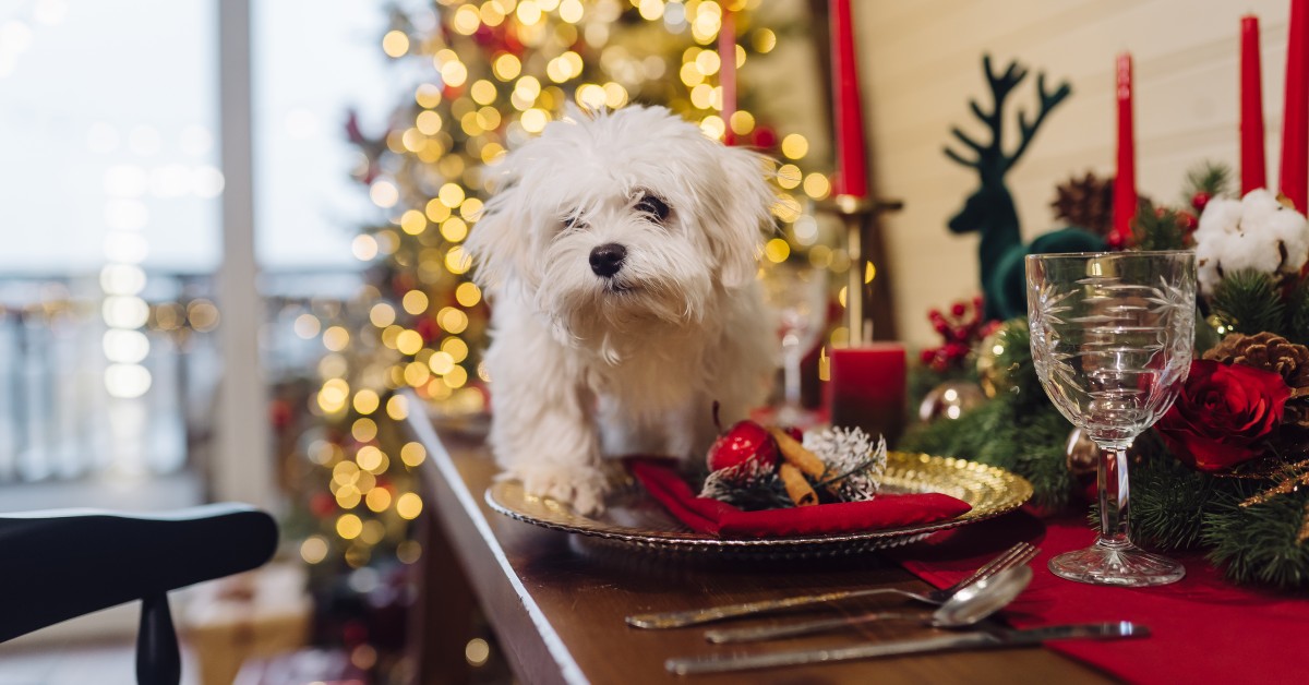 Healthy Food: A Great Christmas Gift for Your Pet